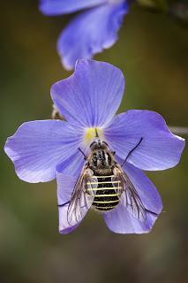 Para ampliar Parageron incisus (Wiedemann, 1830) Mosca abeja hacer clic