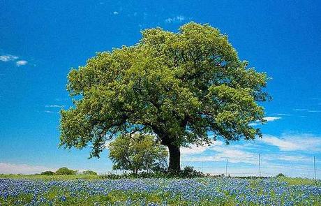 Código de protección de la naturaleza