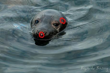 Una foca con mucha suerte