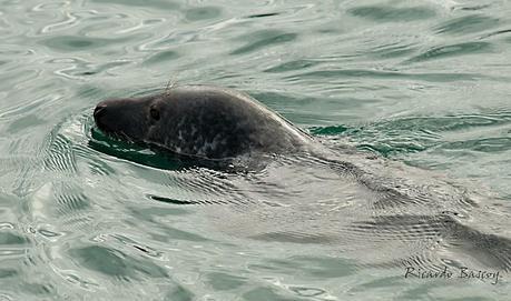 Una foca con mucha suerte