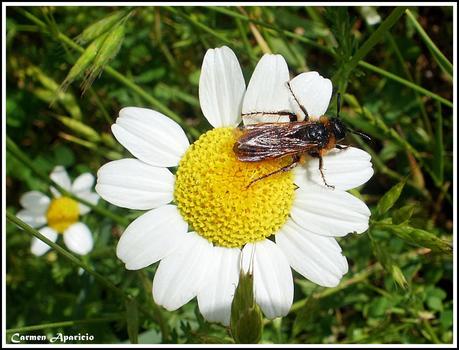 Que significa soñar con Insectos