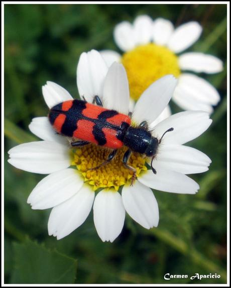 Que significa soñar con Insectos Que significa soñar con Insectos