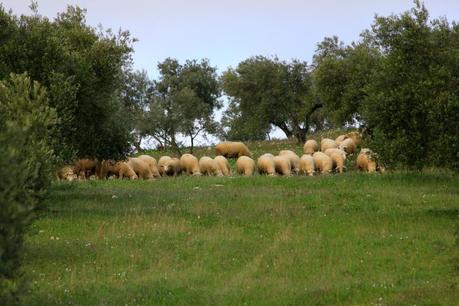 Agricultura Ecológica: la respuesta para la degradación del suelo