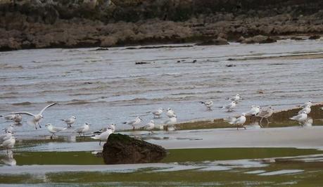 Gaviotas canas en grupito