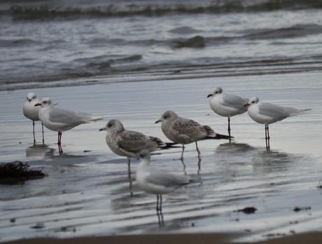Gaviotas canas en grupito