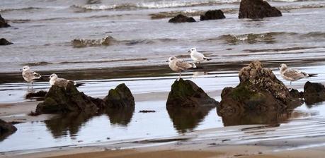 Gaviotas canas en grupito