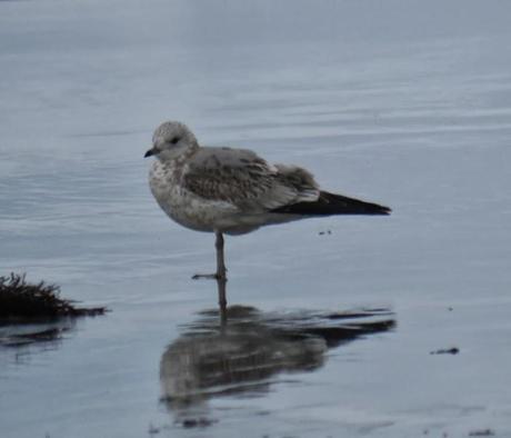 Gaviotas canas en grupito