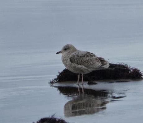 Gaviotas canas en grupito