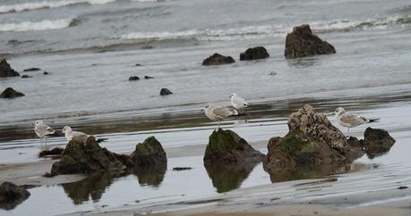 Gaviotas canas en grupito