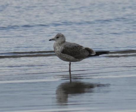 Gaviotas canas en grupito