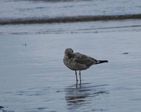 Gaviotas canas en grupito