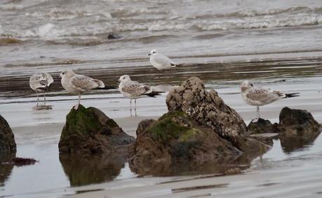 Gaviotas canas en grupito