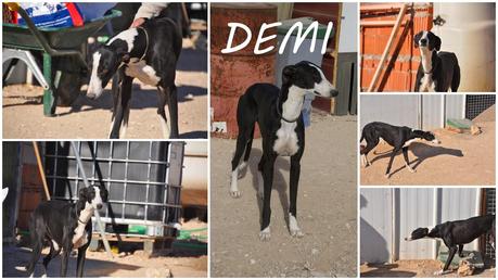 DEMI, PRECIOSA GALGA EN ADOPCIÓN. (CUENCA)