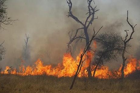 Arde la sabana