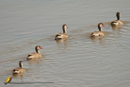 Pato cutirí (Brazilian duck) Amazonetta brasiliensis