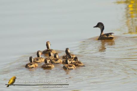 Pato cutirí (Brazilian duck) Amazonetta brasiliensis