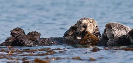 las nutrias marinas guardianes de los bosques de algas