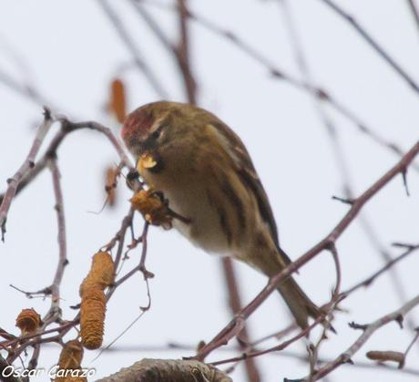 CARDUELIS CABARET