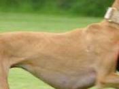 Galgo
