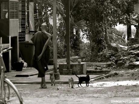 Monje y Gatos