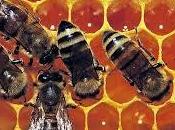 Própolis #fitoterapia para aliviar síntomas resfriados gripe