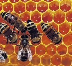 propolis22 Própolis en #fitoterapia para aliviar los síntomas de resfriados y gripe