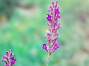 Como combatir depresión ansiedad Lavanda Bergamota