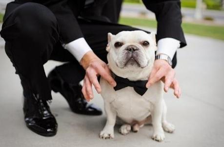 Bodas muy tiernas con vuestra mascota al lado