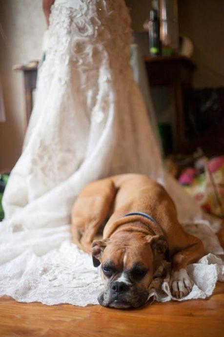 Bodas muy tiernas con vuestra mascota al lado