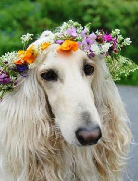 Bodas muy tiernas con vuestra mascota al lado