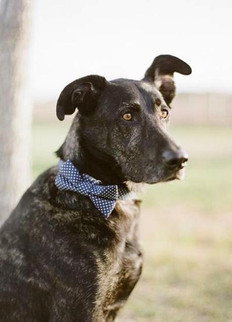 Bodas muy tiernas con vuestra mascota al lado