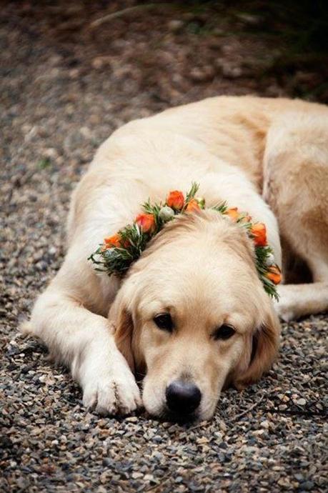 Bodas muy tiernas con vuestra mascota al lado