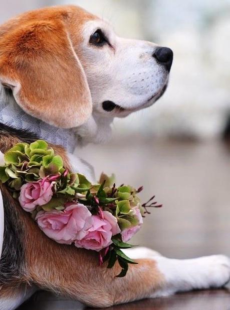 Bodas muy tiernas con vuestra mascota al lado