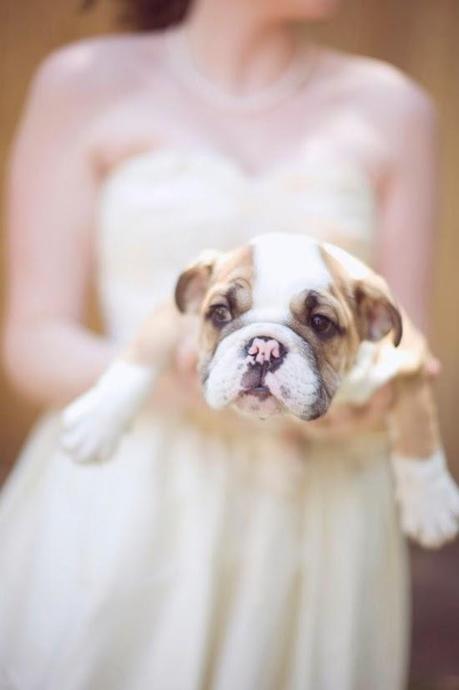 Bodas muy tiernas con vuestra mascota al lado