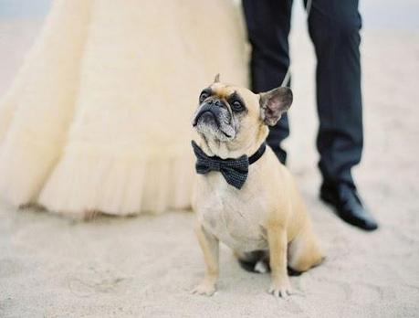 Bodas muy tiernas con vuestra mascota al lado