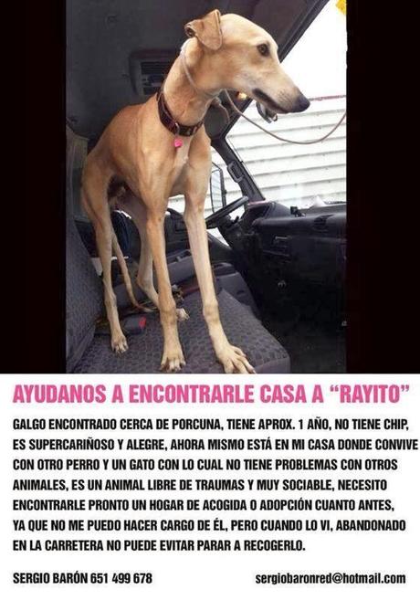 RAYITO, GALGO DE 1 AÑO EN ADOPCIÓN.