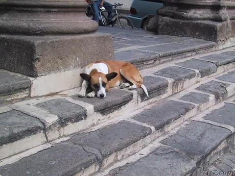 Lo viable es que haya varios partidos liberales