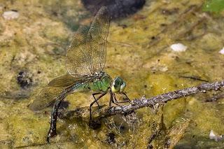 Para ampliar Anax imperator (Libélula emperador) hacer clic