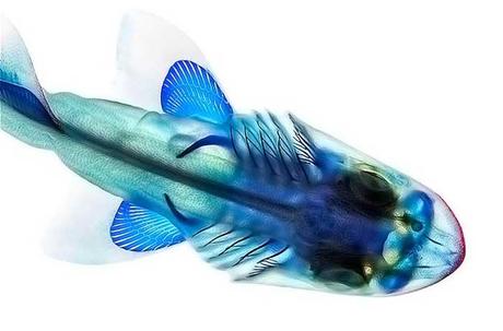 Adam Summers, pez tintado como rayos X de colores