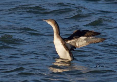 ÉXITOS Y FRACASOS DE LA ÚLTIMA SEMANA