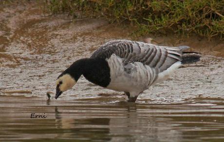 ÉXITOS Y FRACASOS DE LA ÚLTIMA SEMANA