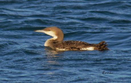 ÉXITOS Y FRACASOS DE LA ÚLTIMA SEMANA