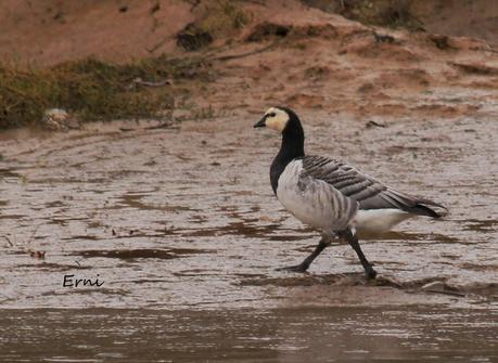 ÉXITOS Y FRACASOS DE LA ÚLTIMA SEMANA