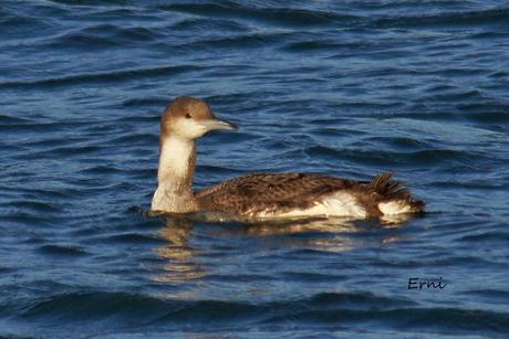 ÉXITOS Y FRACASOS DE LA ÚLTIMA SEMANA