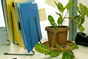 5 Razones para tener una Planta en tu Oficina