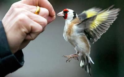 Ese pájaro en tu mano