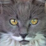 El ojo del gato tiene varias características anatómicas que están diseñadas para mejorar su visión nocturna. Aprende un poco más sobre la maravillosa visión nocturna en los gatos.