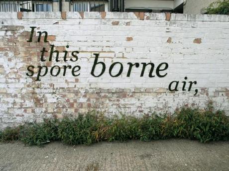 Street art ecológico