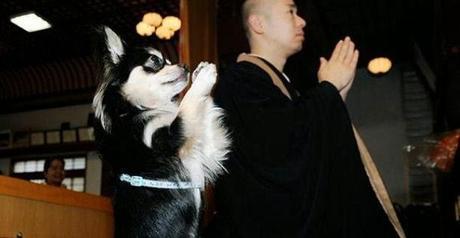 Los perros también rezan antes de comer (vídeo).