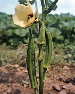 gombo Hibiscus esculentus